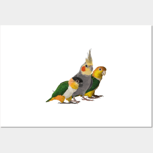 Caique and nymph Posters and Art